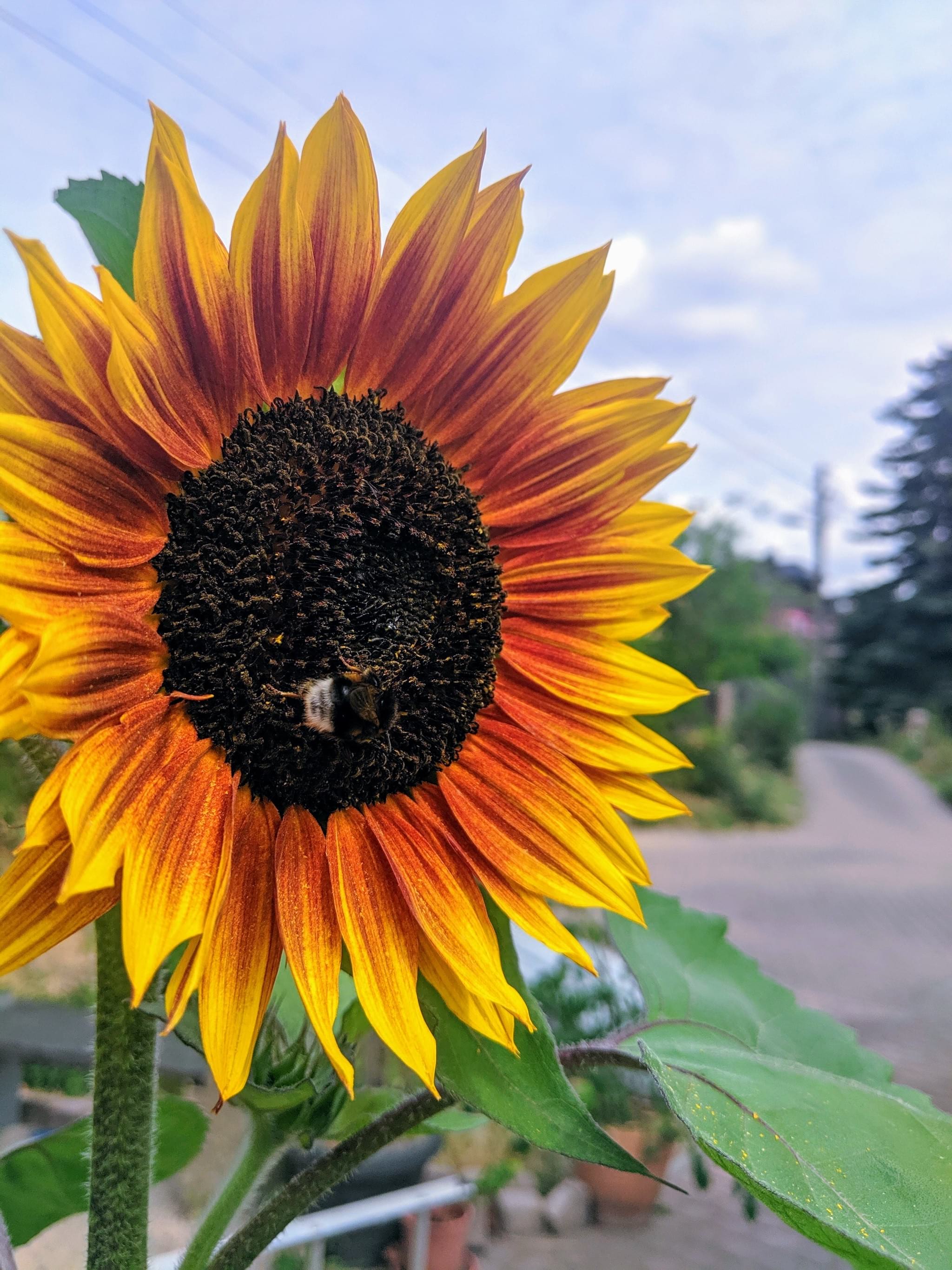 Hummel an Sonnenblume